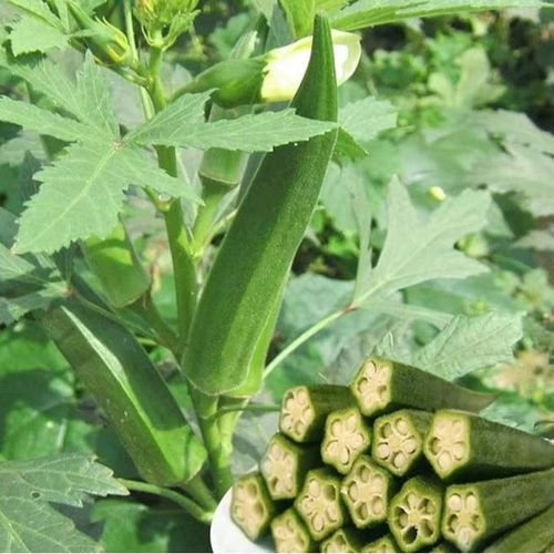 Okra Seeds Item | Buy Okra Seeds | SPOP Enterprise Global